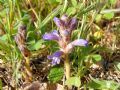 Orobanche nana